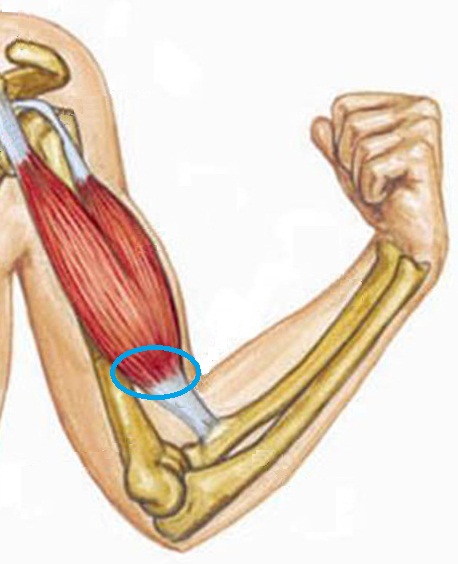 Двуглавая мышца плеча. Строение